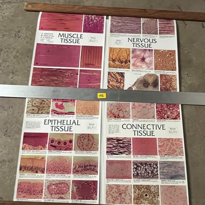 Muscle Tissue, Nervous Tissue, Epithelial Tissue & Connective Tissue