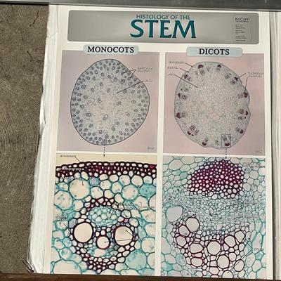 Pond 1 Smaller Microlife, Pond II Larger Microlife, Histology Of The Stem & Root