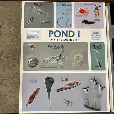 Pond 1 Smaller Microlife, Pond II Larger Microlife, Histology Of The Stem & Root