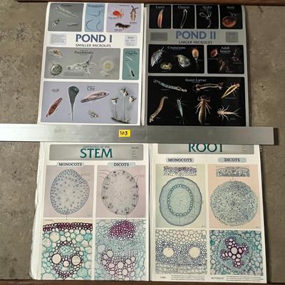 Pond 1 Smaller Microlife, Pond II Larger Microlife, Histology Of The Stem & Root