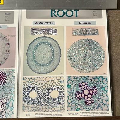 Pond 1 Smaller Microlife, Pond II Larger Microlife, Histology Of The Stem & Root