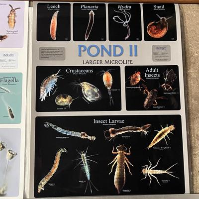 Pond 1 Smaller Microlife, Pond II Larger Microlife, Histology Of The Stem & Root