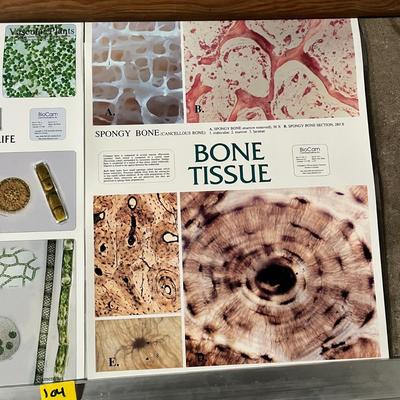 Pond II Photosynthetic Microlife, Bone Tissue, Histology of Male Reproduction & Histology of Female Reproduction