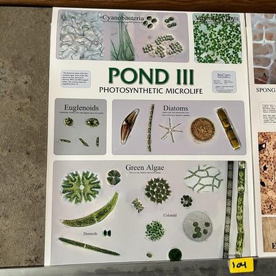 Pond II Photosynthetic Microlife, Bone Tissue, Histology of Male Reproduction & Histology of Female Reproduction