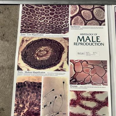 Pond II Photosynthetic Microlife, Bone Tissue, Histology of Male Reproduction & Histology of Female Reproduction