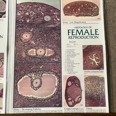 Pond II Photosynthetic Microlife, Bone Tissue, Histology of Male Reproduction & Histology of Female Reproduction