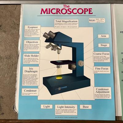 Meiosis, Mitosis, The Microscope & Microscope Magnification
