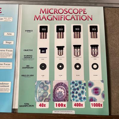 Meiosis, Mitosis, The Microscope & Microscope Magnification