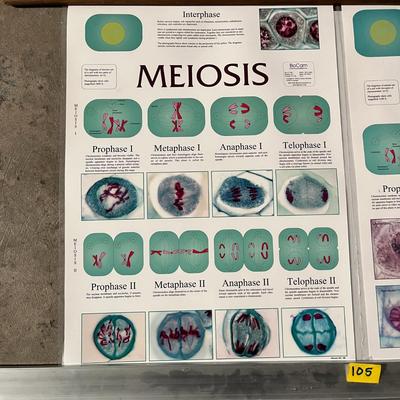 Meiosis, Mitosis, The Microscope & Microscope Magnification