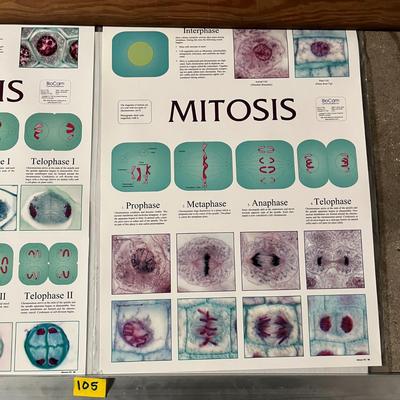 Meiosis, Mitosis, The Microscope & Microscope Magnification
