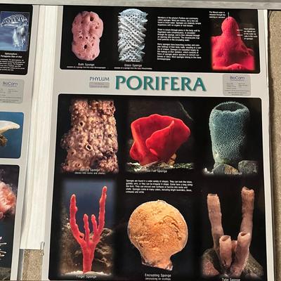Nematoda, Platyhelminthes, Cnidaria & Porifera