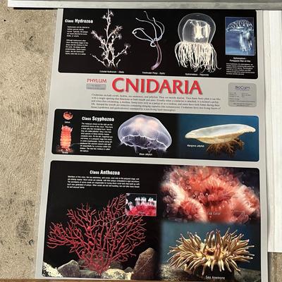 Nematoda, Platyhelminthes, Cnidaria & Porifera