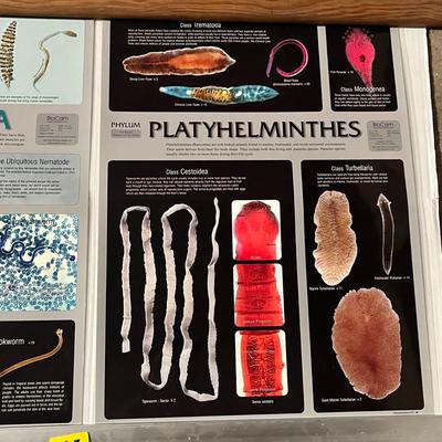 Nematoda, Platyhelminthes, Cnidaria & Porifera