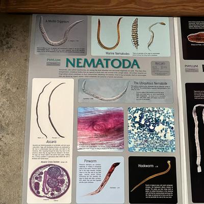 Nematoda, Platyhelminthes, Cnidaria & Porifera