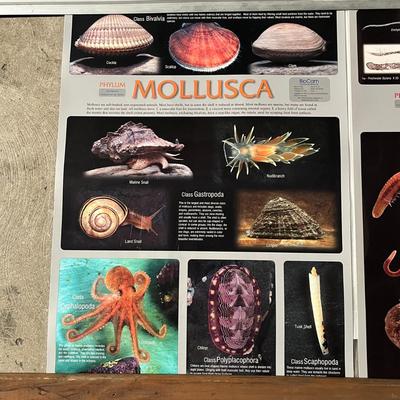 Echinodermata, Arthropoda, Mollusca & Annelida