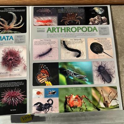 Echinodermata, Arthropoda, Mollusca & Annelida