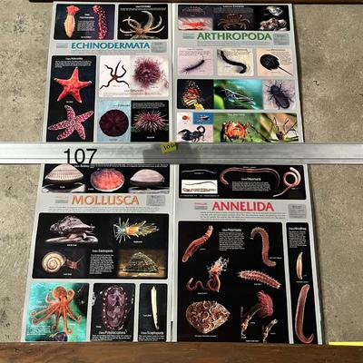 Echinodermata, Arthropoda, Mollusca & Annelida