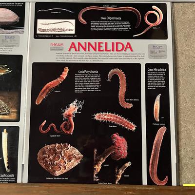 Echinodermata, Arthropoda, Mollusca & Annelida