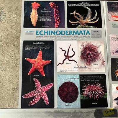 Echinodermata, Arthropoda, Mollusca & Annelida