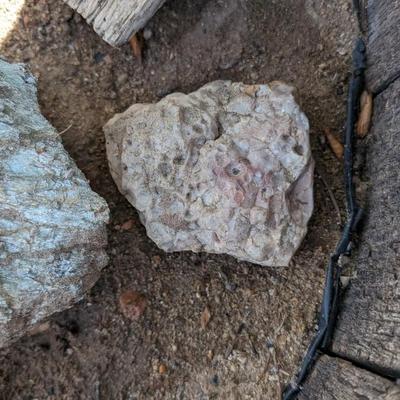 Rock Hound