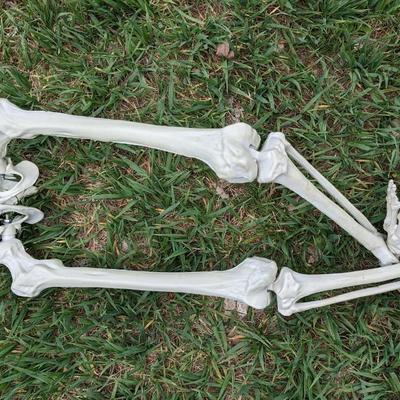 Skeletons
