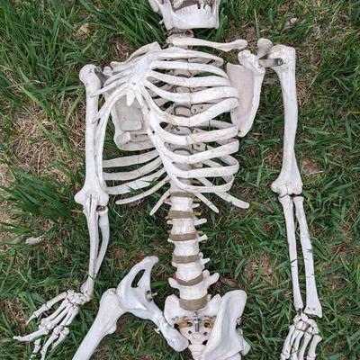 Skeletons