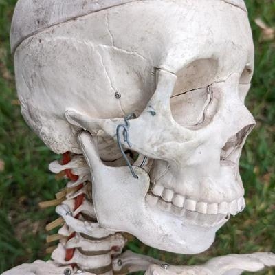 Skeletons