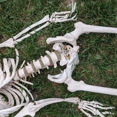 Skeletons