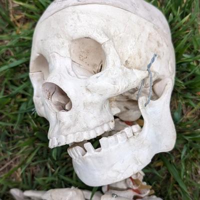 Skeletons