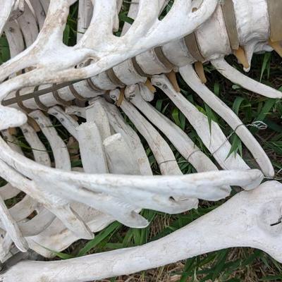 Skeletons