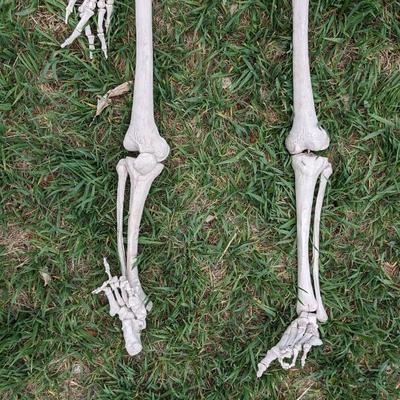 Skeletons