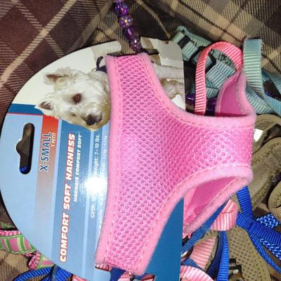 Collection of Dog Accessories- Beds, Leashes, Harnesses for Extra Small Dog (Chihuahua)