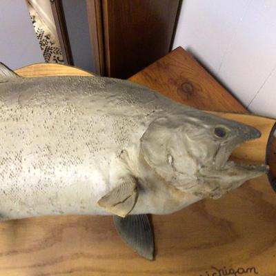 Mounted Lake Michigan Fish 1987