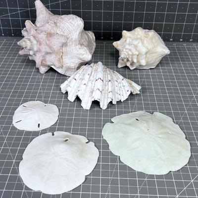 Sea Shells by the Sea Shore Pile