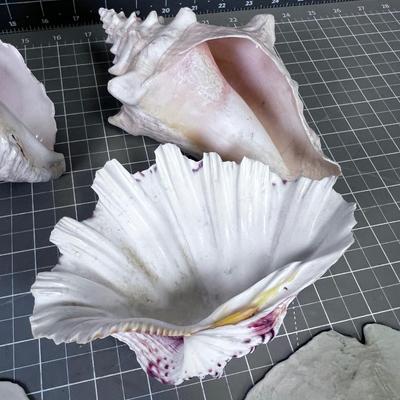 Sea Shells by the Sea Shore Pile