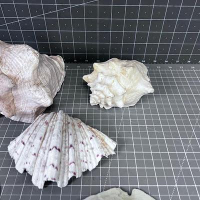 Sea Shells by the Sea Shore Pile