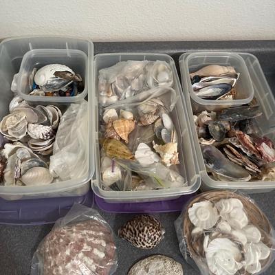 B13- Shells, shells, shells!!!