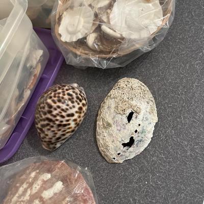 B13- Shells, shells, shells!!!