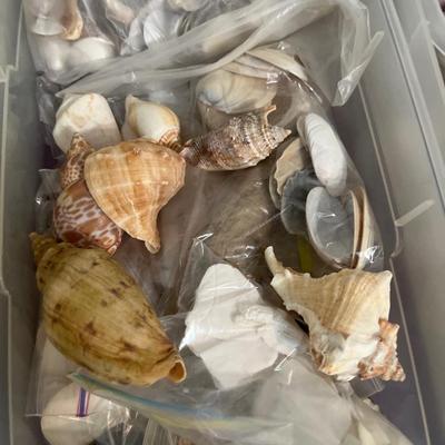 B13- Shells, shells, shells!!!