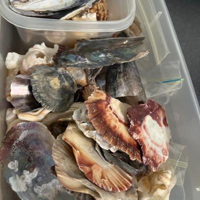 B13- Shells, shells, shells!!!