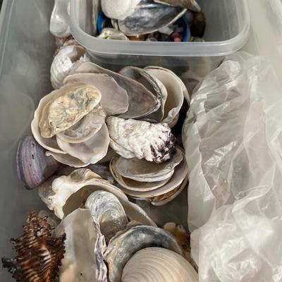 B13- Shells, shells, shells!!!