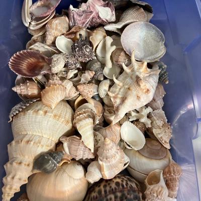 B15- Seashells, sea glass & stones