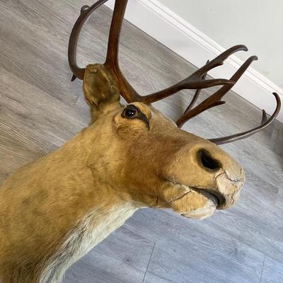 Deer Taxidermy