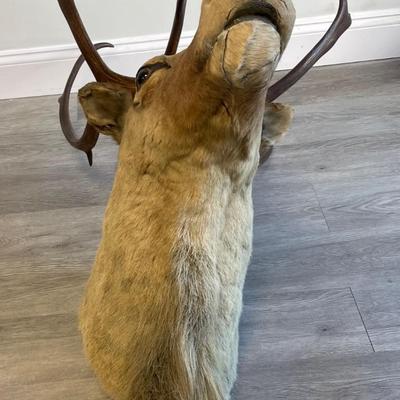 Deer Taxidermy