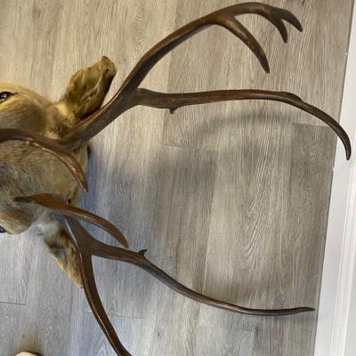 Deer Taxidermy