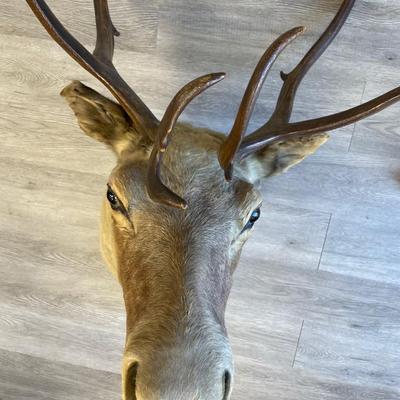 Deer Taxidermy