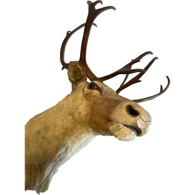 Deer Taxidermy