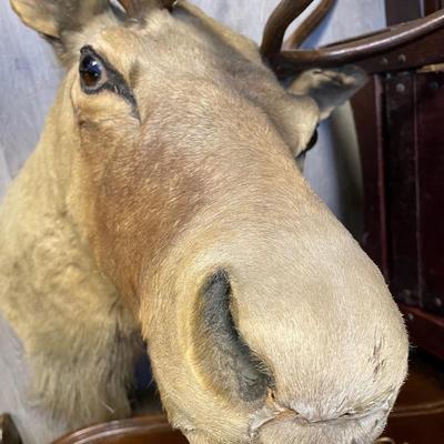 Deer Taxidermy