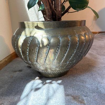 LIVE RUBBER TREE IN A BRASS POT