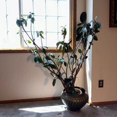 LIVE RUBBER TREE IN A BRASS POT